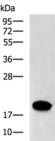 一抗